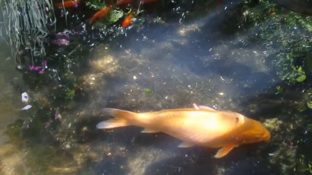 Carpas... kinguios. .. tartaruga(5) смотреть онлайн