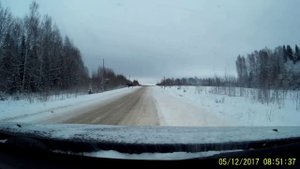 Лоси на дороге. Запись регистратора..mp4