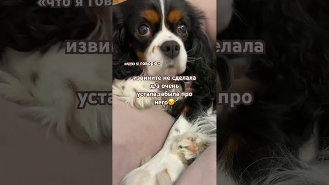 признайтесь,было же такое ?😅 #животное #собака #рек #мем #шутка #tiktok #видео #школа