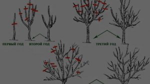 Лучшие сорта сливы для средней полосы России