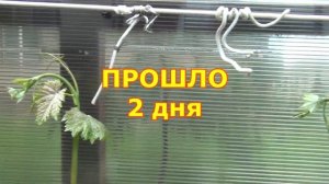 О чём говорят коронки побегов винограда