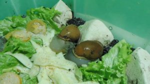 Ждём рождения УЛИТЯТ / улитка Мегалобулимус облонгус / Улитка - загадка / питомник Мари Мистик