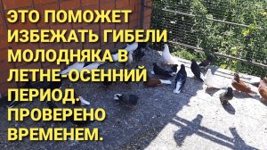 Это поможет избежать гибели молодняка в летне-осенний период.
