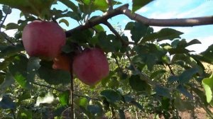 Апробация сортов на одном дереве (многосортовые прививки): ЛИЛЕЯ, ДМИАНА, ДОЖНИЦА, СОЛОМИЯ, БОНИТА.