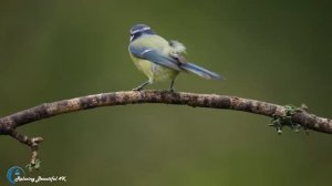 Красивая Мелодия До Слез! Самая Красивая Музыка на Свете! Нежная музыка для души и Жизни!