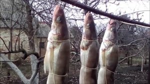 Горячее копчение  Коптим судака