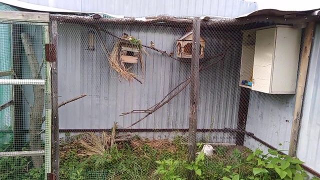 Как живут мои канарейки летом? смотреть онлайн