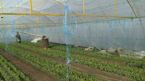 Горох Оскар на февраль месяц, были морозы