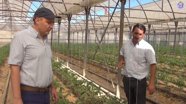 БЕЛОКРЫЛКА. ПРЕПАРАТЫ ПРОТИВ БЕЛОКРЫЛКИ. МЕТОДЫ БОРЬБЫ С ВРЕДИТЕЛЯМИ (03-08-2018) смотреть онлайн