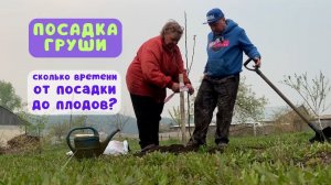 Как правильно посадить грушу весной