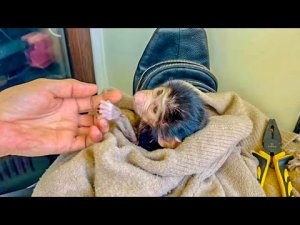 Гамадриленыш Люська не отпускает Влада НИ НА ШАГ