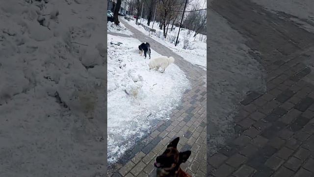 Зимние прогулки с собакой. Тепло и активно!