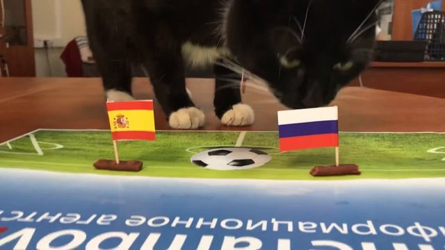Россия-Испания: кот Пося сделал свой прогноз смотреть онлайн