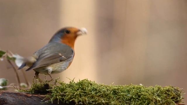 Лошадь сдохла смотреть онлайн