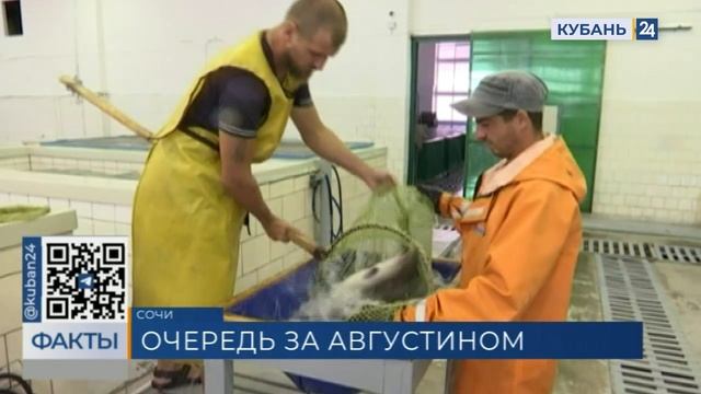 Кубанской форелью Адлерский Августин заинтересовались сразу в 30 регионах России