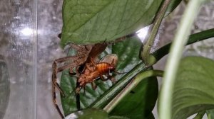 Feeding of a Brazilian Wandering Spider (Phoneutria fera)