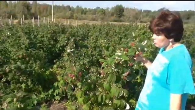 ремонтантная малина Полана,Полька,Зева.