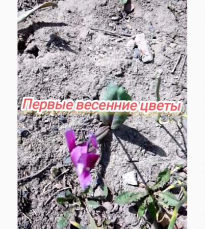 Первые весенние цветы