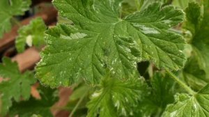 Pelargonija "Boths Snowflake"