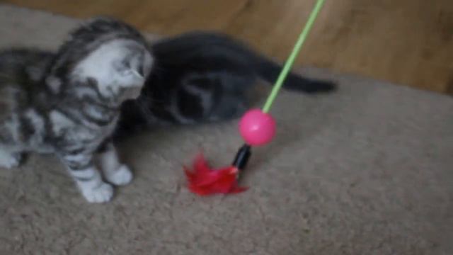 Шотландские вислоухие котята