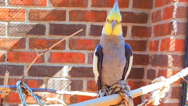 12 Hours Budgie And Cockatiel Sounds