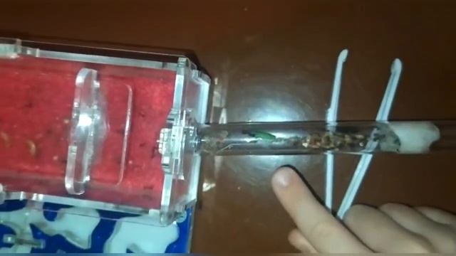 Распаковка новых муравьев. смотреть онлайн