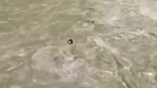 Хорог/Вот это прыжок смотреть онлайн