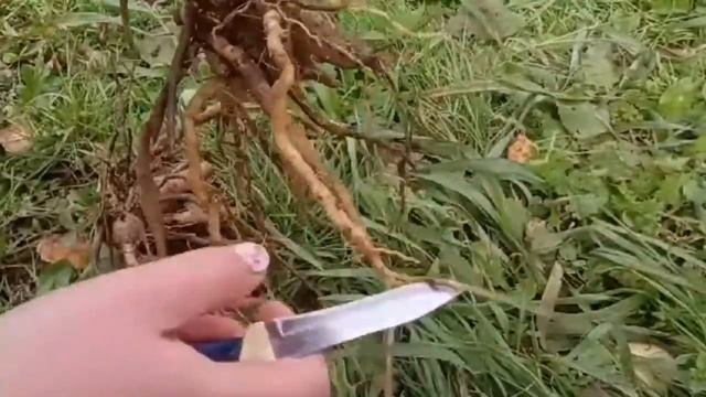 Как обрезать корни георгины осенью смотреть онлайн