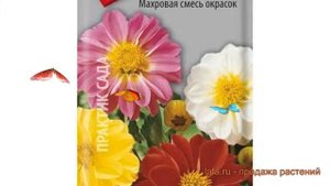 Георгина махровая смесь окрасок (smes okrasok) ? обзор: как сажать, семена георгины смесь окрасок