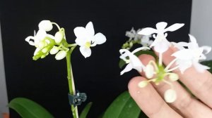 Мои Ph. equestris v. alba и ''Albescens''.