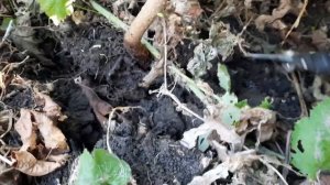 Фундук .Какие сорта сажать !?