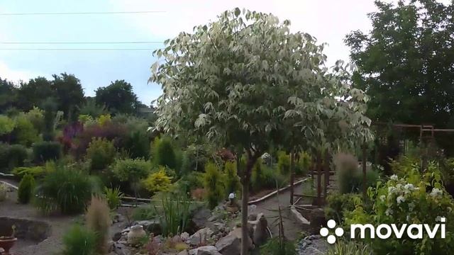 Результат обрізки, клен фламінго. Далі буде ? смотреть онлайн