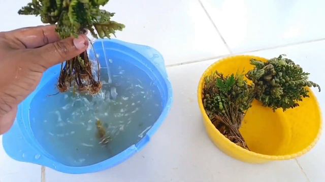 How To Grow Sanjeevani Booti At Home|| संजीवनी बूटी पौधे की पहचान|| Selaginella Bryopteris