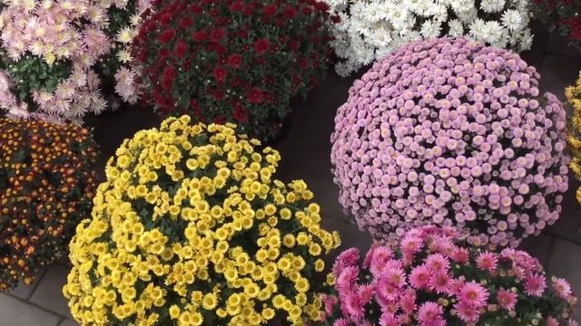 #ЖизньМногогранна# Осенниецветы#Хризантемы# Дарю, Вам...