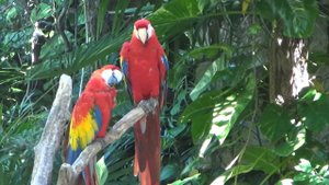 Мексика, попугаи какаду, фламинго.