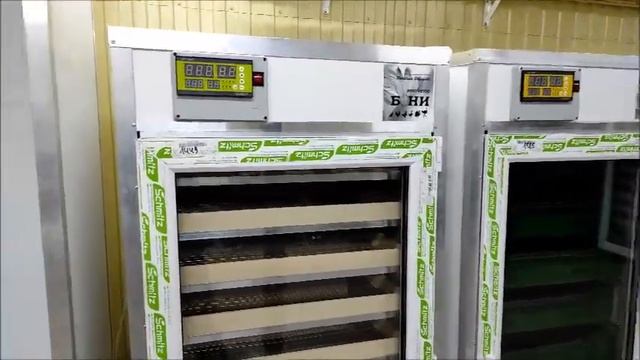 Как заработать 3 миллиона на инкубации яиц