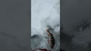 Мормышка клещ работает.