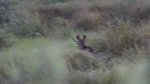 Как зовут лося