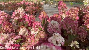 Rispenhortensie 'Fire Light'®  - Hydrangea paniculata