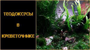 Теодоксусы в креветочнике