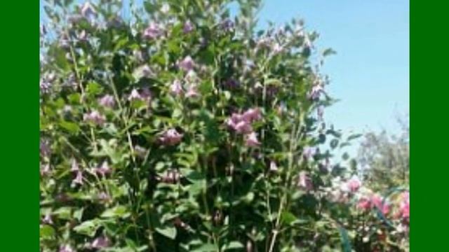 Мои клематисы. My clematis.