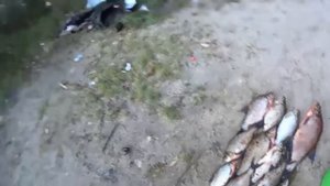 Секрет клёва рыбы раскрыт! Этот запах карась чует летом за километр! Какой запах лучше для рыбалки.