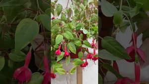 Сорта фуксий для очень жаркого лета