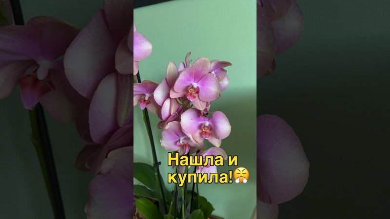 #данапротасова #orchid #орхидеи #обзор