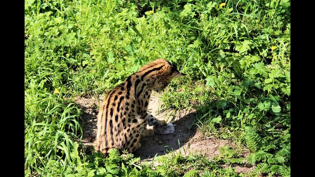 Котята сервала ... 08. 06 .18 г. смотреть онлайн