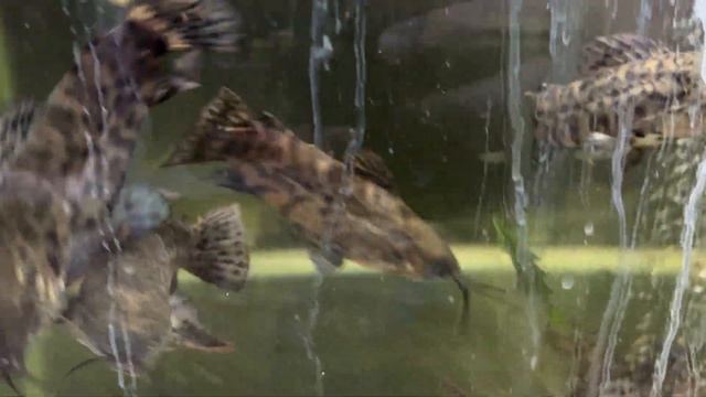 Продажа аквариумных рыбок и растений в Сургуте смотреть онлайн