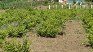 Тестируем бензотяпку. Бензокоса-культиватор.