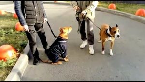 Как переключить внимание собаки с помощью поводка и не задергать собаку
