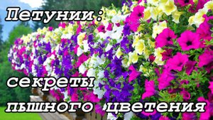 Петунии: секреты пышного цветения