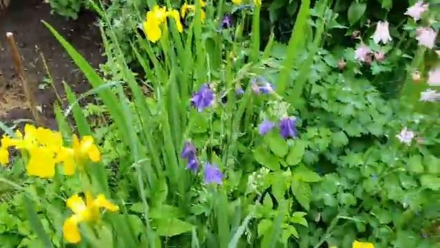 Дача. Наш сад под дождём. Многолетники 10 июня смотреть онлайн